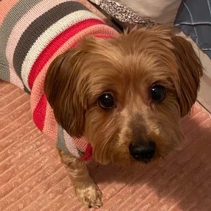 Meet your Posher, Sadie